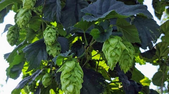 , Rare Native Hop Powers New Mid-Atlantic Beer