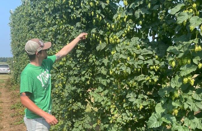 , Rare Native Hop Powers New Mid-Atlantic Beer