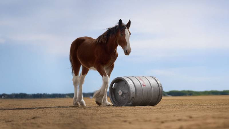 , Budweiser Clydesdales Return In Cinematic Super Bowl LIX Commercial