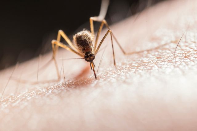 Close-up of a mosquito biting human skin, showcasing the insect's proboscis inserted into the flesh.