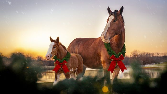 A mother Budweiser Clydesdale and her foal stand in a snowy, outdoor winter scene at sunset, both adorned with festive Christmas wreaths featuring large red bows.