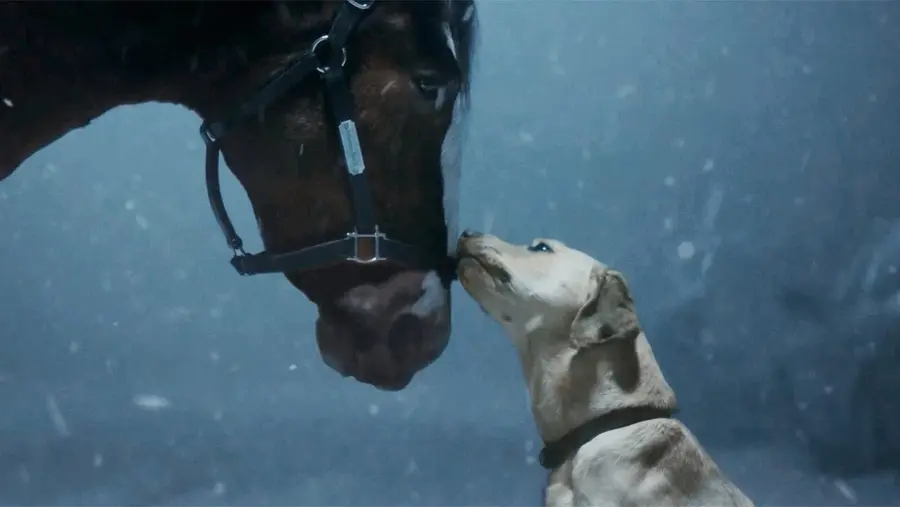 A yellow labrador retriever dog and a brown Budweiser Clydesdale horse touch noses in the snow.