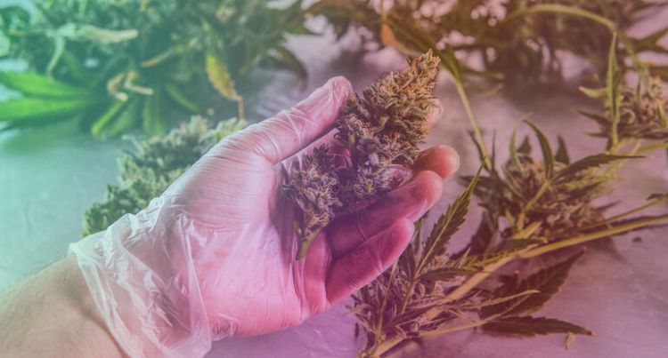 A man holding THCA flower buds.