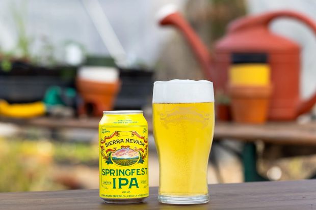 A can of Sierra Nevada Springfest IPA and a glass of beer on a wooden table in a greenhouse setting.