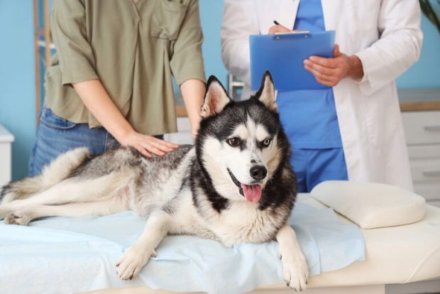 Senior dog receiving gentle arthritis treatment on a stretcher, supporting mobility, comfort, and natural pain management.