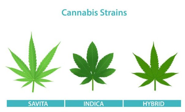 CBD strain guide showing sativa, indica, and hybrid types like beer style selection.