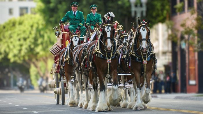 A team of eight Budweiser Clydesdales pulls a red beer wagon through a city street, driven by two people in green uniforms.