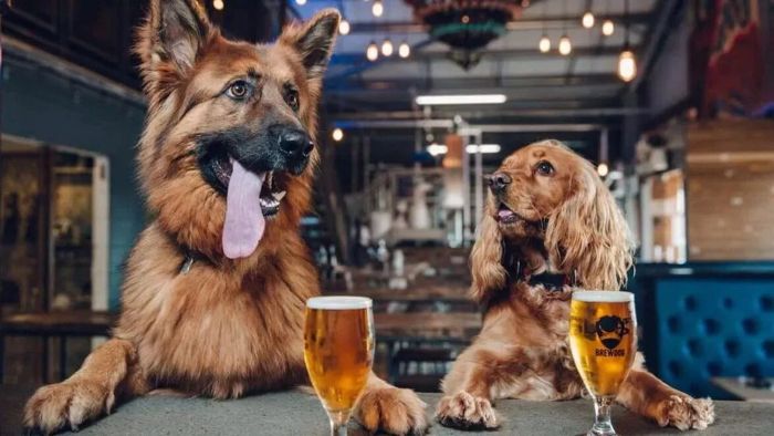 Two dogs, a German Shepherd and a spaniel, sit behind a bar counter with glasses of beer in front of them.