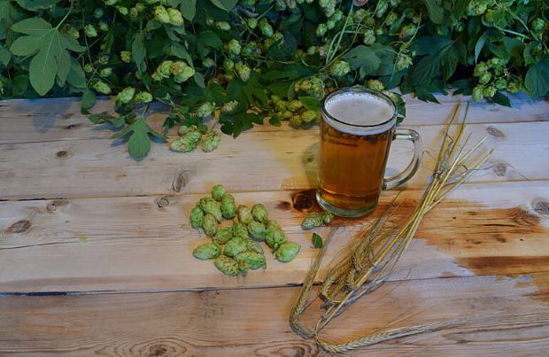 A glass of beer sits on a rustic wooden table surrounded by fresh hops, barley stalks, and green hop plants.