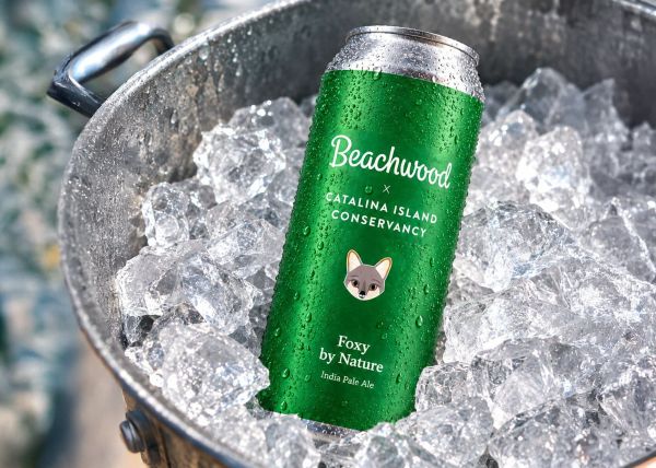 Beachwood Foxy by Nature IPA can chilling on ice, brewed in collaboration with the Catalina Island Conservancy.
